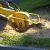 Spring Stump Grinding & Removal by Spring Creek Tree Service, LLC